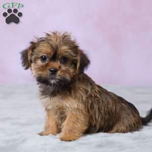 Murphy, Shorkie Puppy